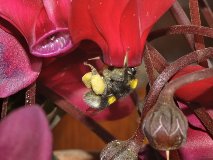 3 gennaio 2012, un Bombus nel mio balcone